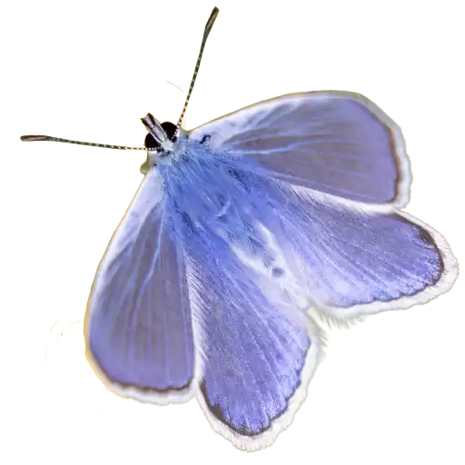 Anubis pensively waits